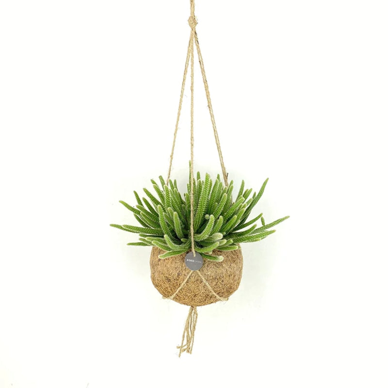Kokodama-Ampel-Set Rhipsalis
