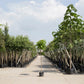 Kugelcatalpa