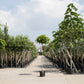 Kugelcatalpa