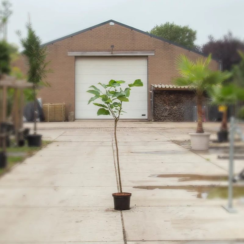 Kugelcatalpa