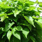 Kugelcatalpa