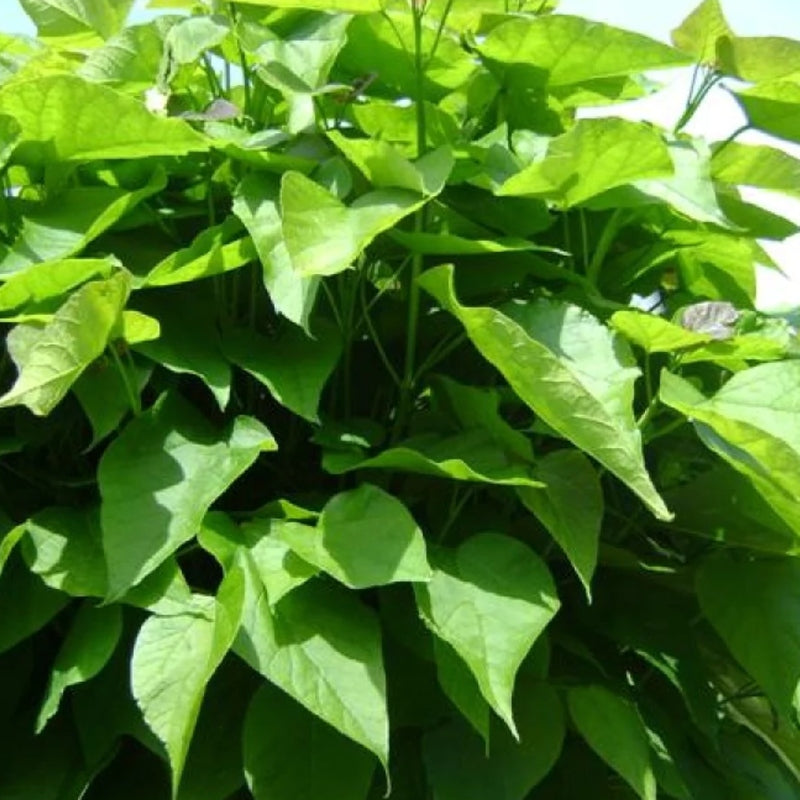 Kugelcatalpa
