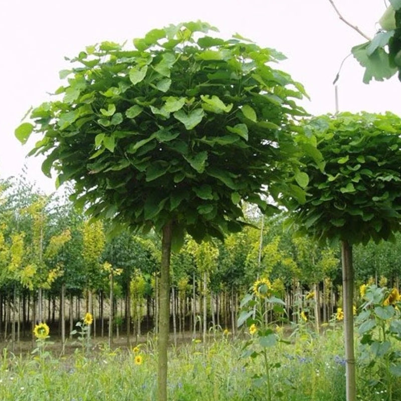 Kugelcatalpa