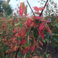 Mehrstämmige Felsenbirne