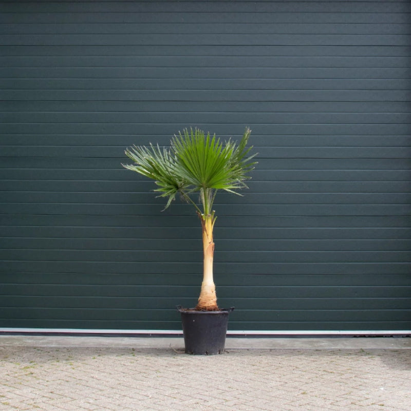 Mexikanische Washingtonpalme
