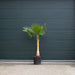 Mexikanische Washingtonpalme