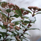 Mittelmeer-Schneeball