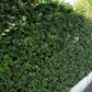 Ölweidenhecke (Fertighecke)