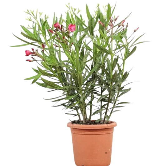Oleander
