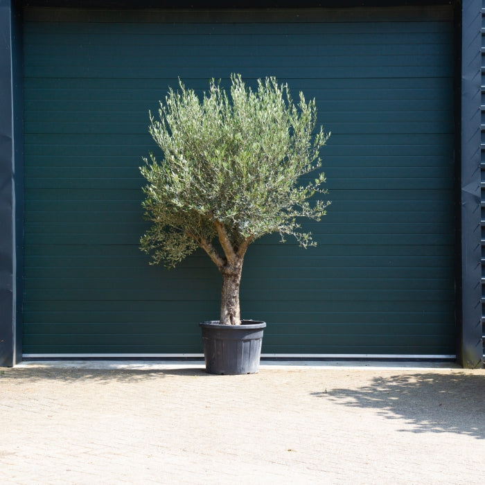 Olivenbaum