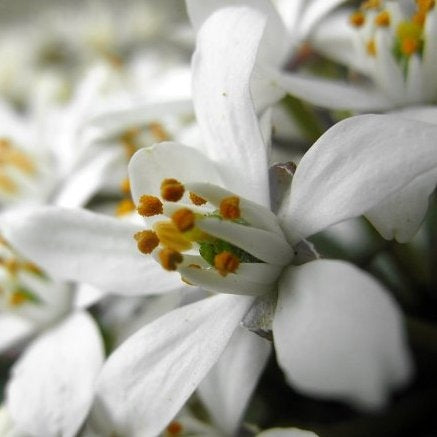 Orangenblume 'White Dazzler'
