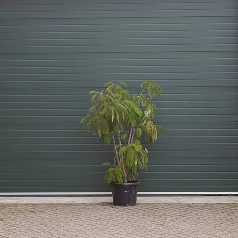Persischer Schlafbaum mehrstämmig