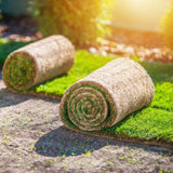 Rollrasen