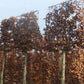 Rotbuche als Spalier