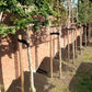 Rotbuche als Spalier