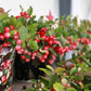 Scheinbeere