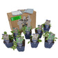 Staudenbeet-Paket 'Happy Bees'
