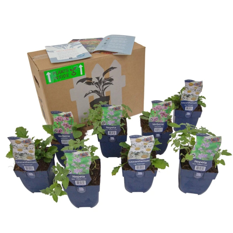 Staudenbeet-Paket 'Happy Bees'