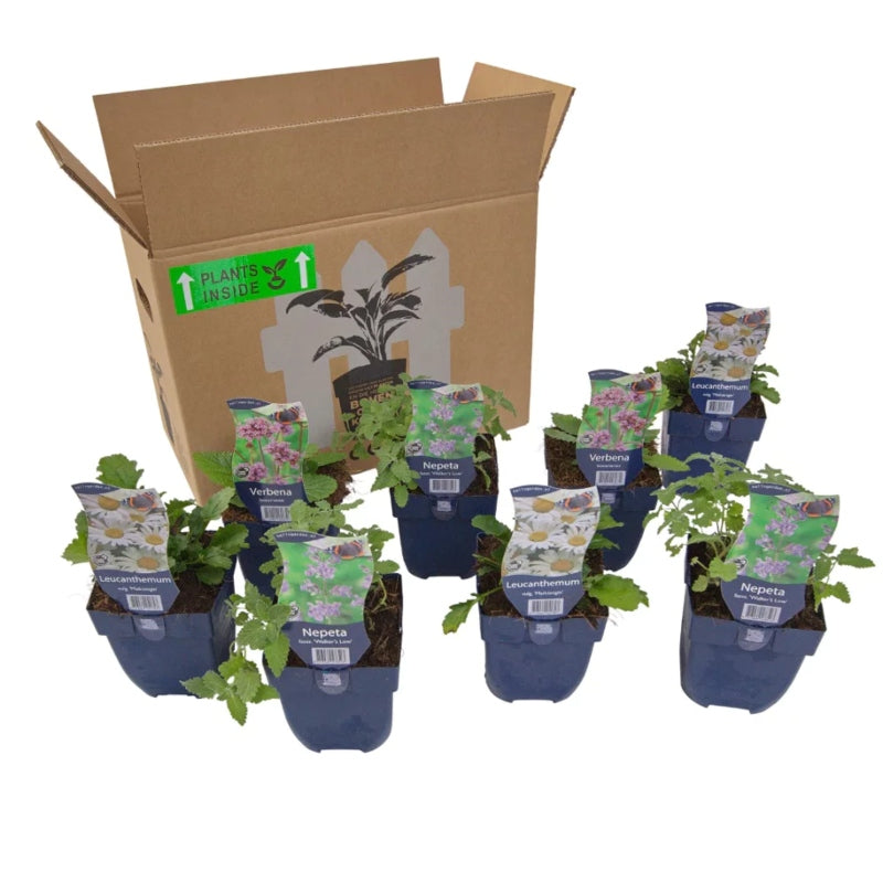 Staudenbeet-Paket 'Happy Butterflies'