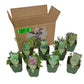 Staudenbeet-Paket 'Herb Garden'