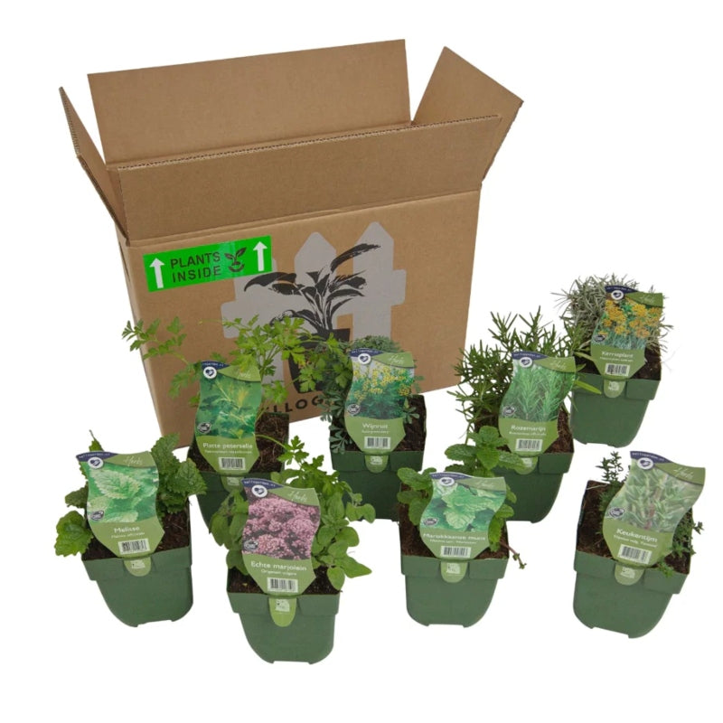 Staudenbeet-Paket 'Herb Garden'