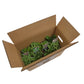 Staudenbeet-Paket 'Wild & Fire'