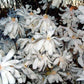 Stern-Magnolie