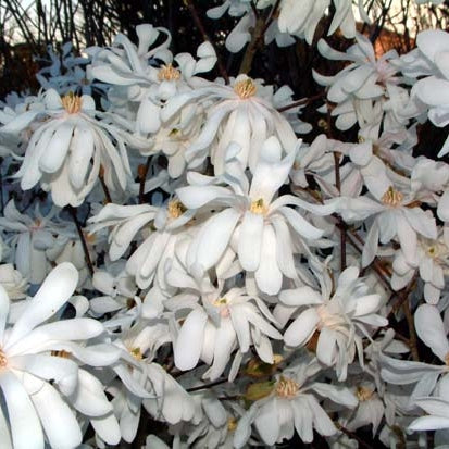 Stern-Magnolie