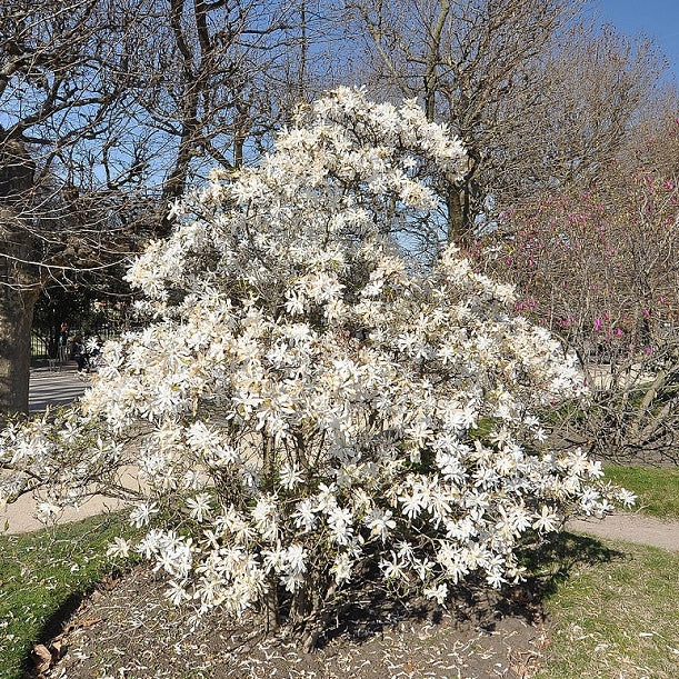 Stern-Magnolie