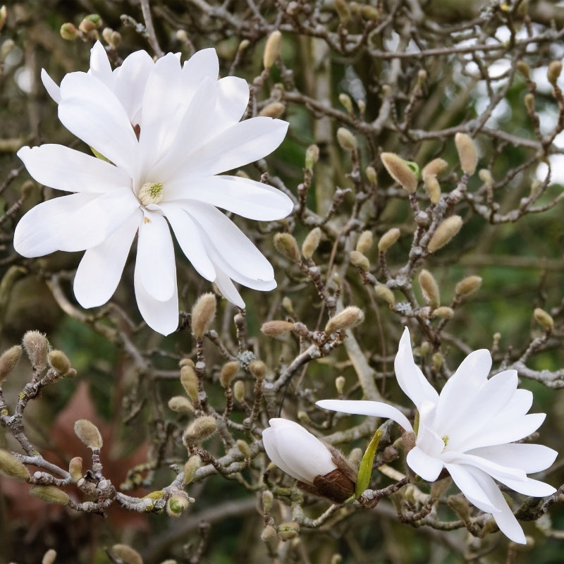 Stern-Magnolie