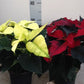 Weihnachtsstern