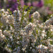 Winterblühende Heide weiß