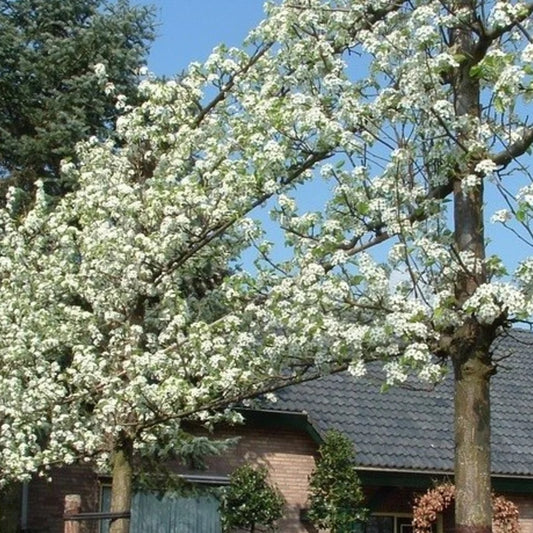 Zierbirne als Spalier