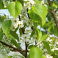 Zierbirne als Spalier