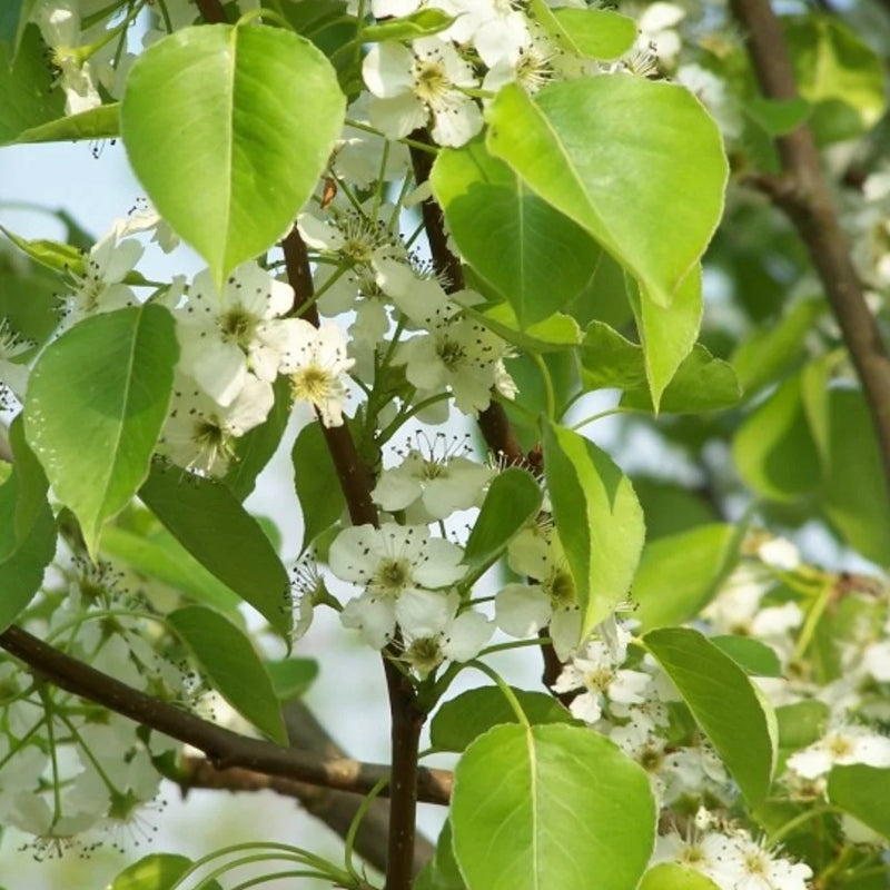 Zierbirne als Spalier