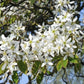 Zierbirne als Spalier