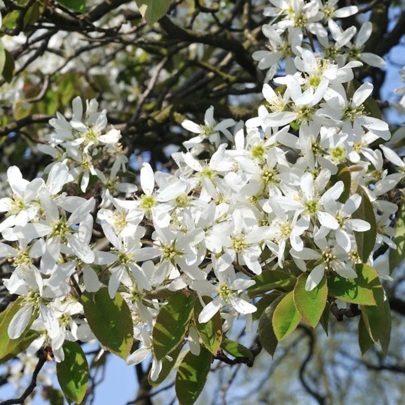 Zierbirne als Spalier