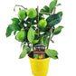 Zitronenbaum Spalier