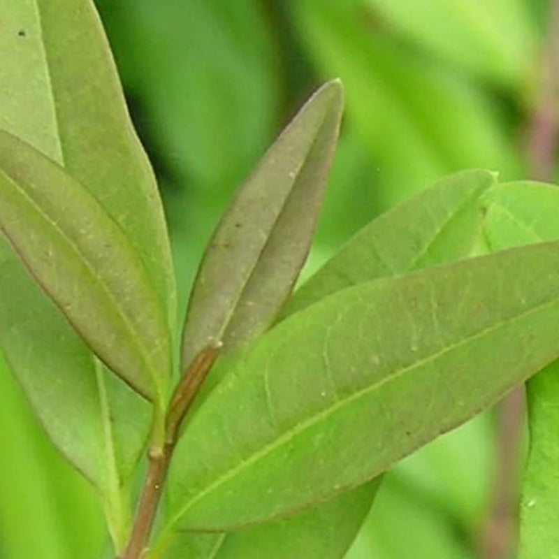 Zwergliguster 'Lodense'