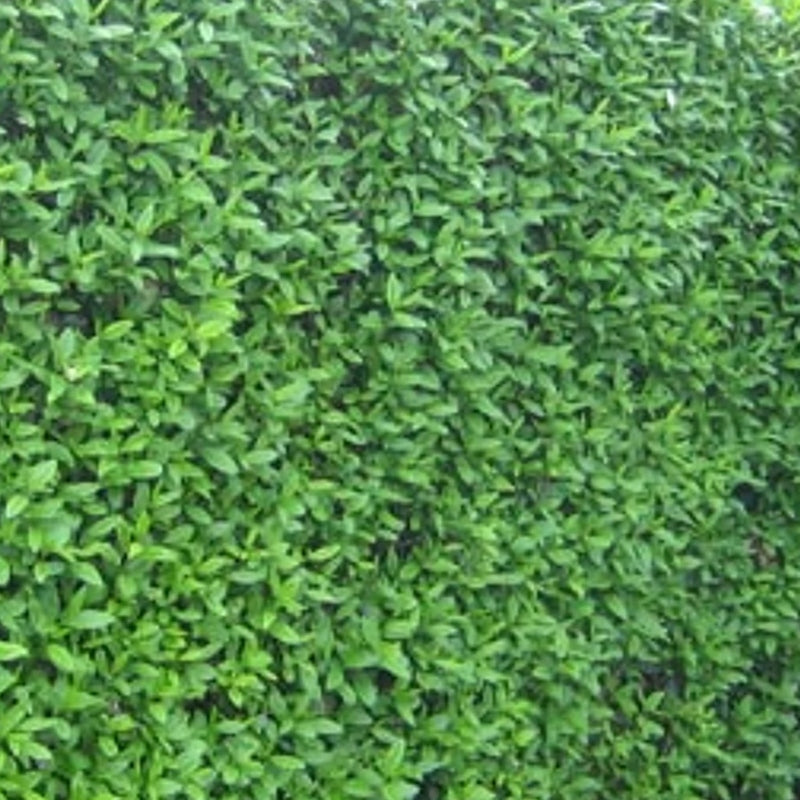 Zwergliguster 'Lodense'