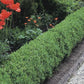 Zwergliguster 'Lodense'