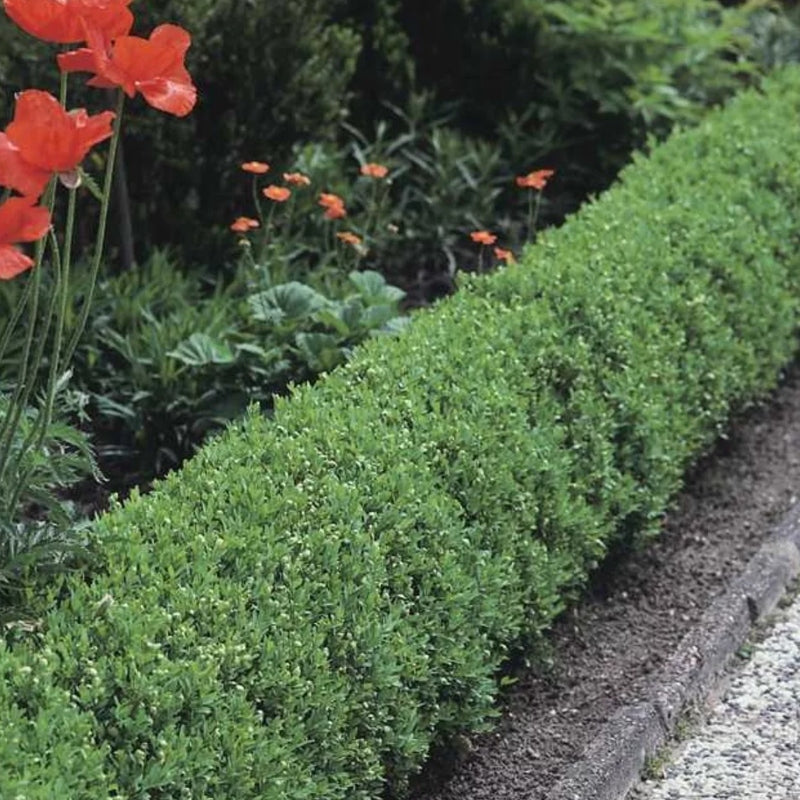 Zwergliguster 'Lodense'