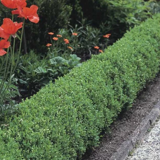 Zwergliguster 'Lodense'