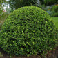 Zwergliguster 'Lodense'