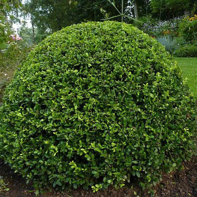 Zwergliguster 'Lodense'