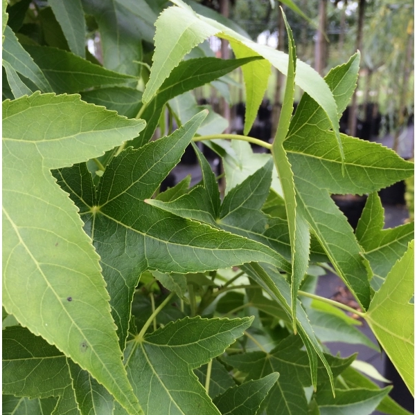 Amberbaum