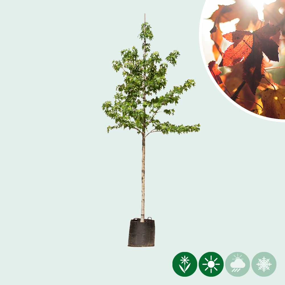 Amberbaum
