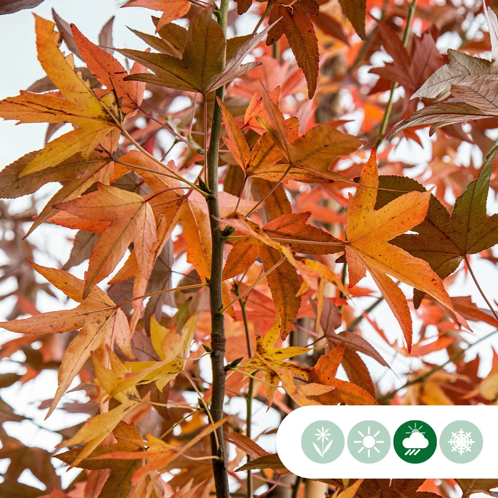 Amberbaum 'Worplesdon'
