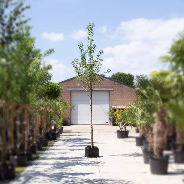 Amberbaum 'Worplesdon'