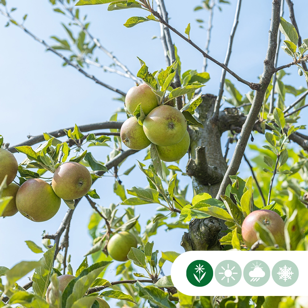 Apfelbäume 'Elstar' (selbstbefruchtend) groß